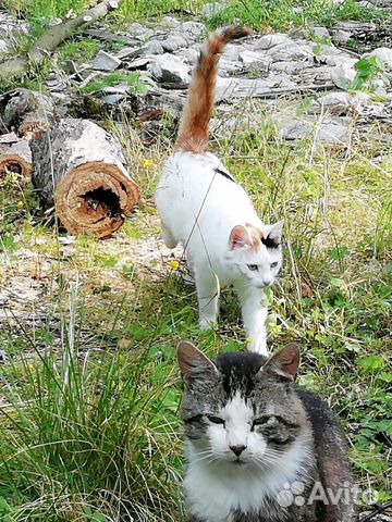 Котики ищут дом купить на Зозу.ру - фотография № 4