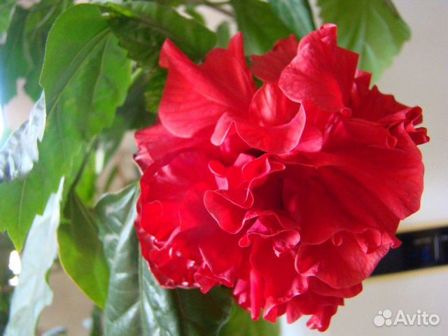 Китайская Роза Фото