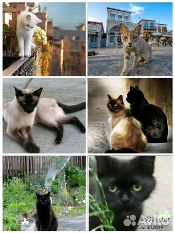 Отдам кошек купить на Зозу.ру - фотография № 3