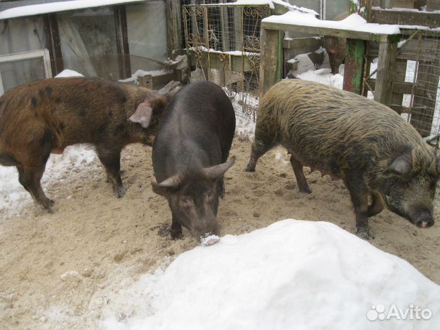 Поросята и подрощенные свинки купить на Зозу.ру - фотография № 9
