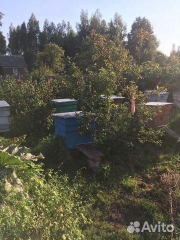 Домики с пчёлами купить на Зозу.ру - фотография № 3