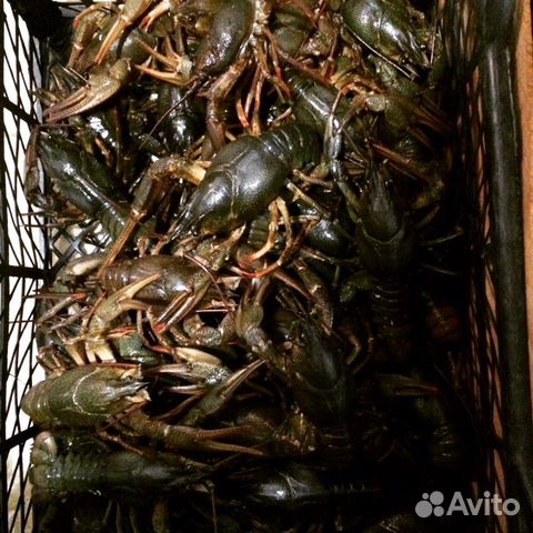 Раки живые(вареные) Креветки Раки живые(вареные) Креветки