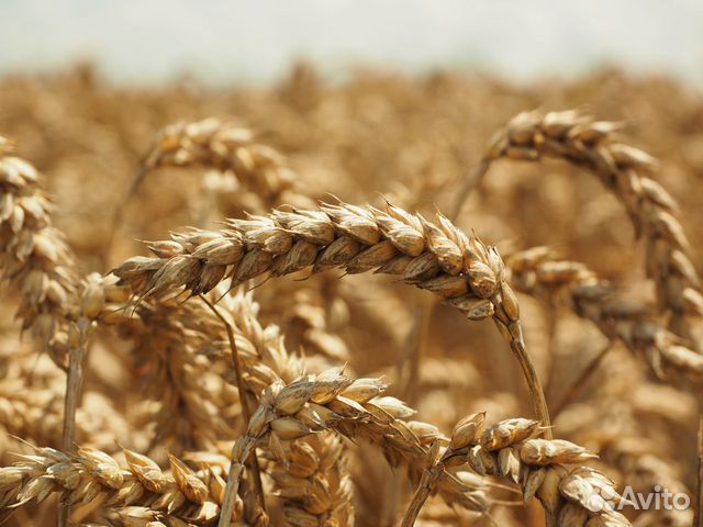 Зерно пшеница, фураж, овес купить на Зозу.ру - фотография № 1