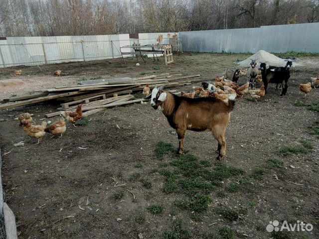 Продаётся нубийский козёл купить на Зозу.ру - фотография № 6