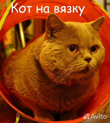 Вязка с британским котом купить на Зозу.ру - фотография № 1