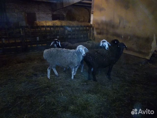 продаются очаровательные щенки карликового и той пуделя в волгограде. маленькие козлята много. авито юрга животные. пудель карлик avito. зааненская коза.