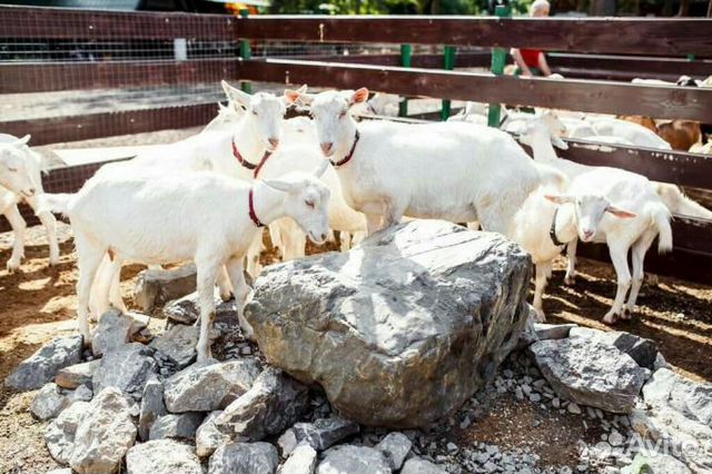 Продаются бараны и козы купить на Зозу.ру - фотография № 2