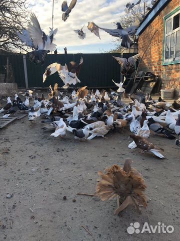 Николаевские голуби купить на Зозу.ру - фотография № 5