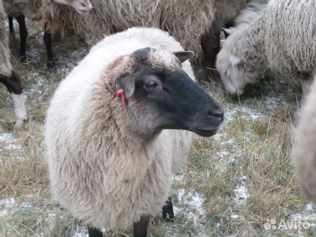 Овцы и ярки купить на Зозу.ру - фотография № 4