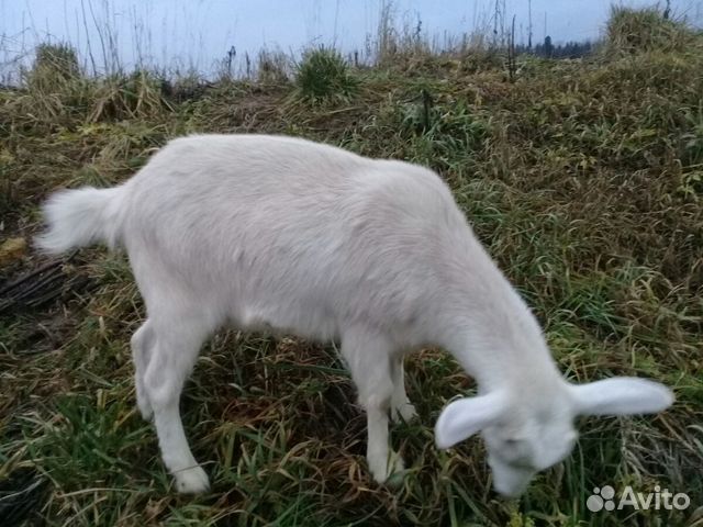 Продам коз и козла купить на Зозу.ру - фотография № 3