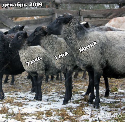 Племенные овцы с документами купить на Зозу.ру - фотография № 2