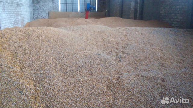 Кукуруза на зерно купить на Зозу.ру - фотография № 2