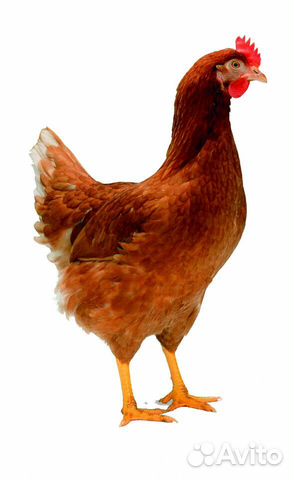 Цыплята Ломан Браун купить на Зозу.ру - фотография № 1