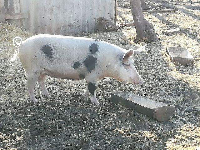 Волгоградские свиньи. Купить поросят на авито в Волгоградской обл Новоаннинского района.