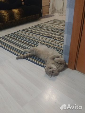 Вязка с шотландским котом