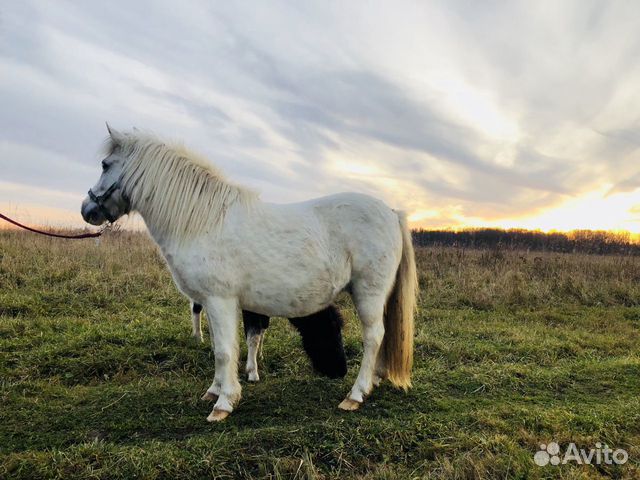 Лошадь(пони) купить на Зозу.ру - фотография № 2