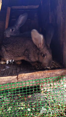 Кролики. Серый великан купить на Зозу.ру - фотография № 4
