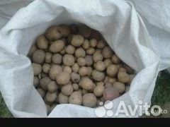 Продам мелкий картофель купить на Зозу.ру - фотография № 1