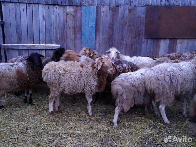Овцы беспородные полукурлючные.Цена за голову купить на Зозу.ру - фотография № 1
