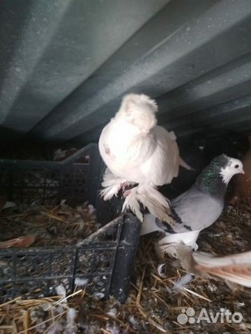 Северо кавказких голуби купить на Зозу.ру - фотография № 3