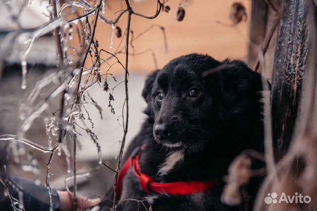 Hund