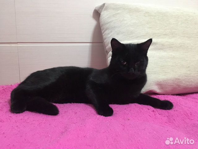 Чисто чёрный кот в добрые руки