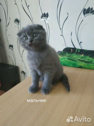 Скоттиш-фолд, британский котёнок купить на Зозу.ру - фотография № 3