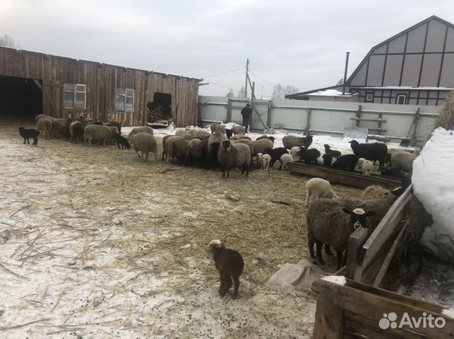 Овцы и бараны, Ягнята купить на Зозу.ру - фотография № 8