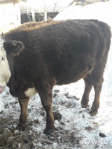 Продам дойных коров купить на Зозу.ру - фотография № 2