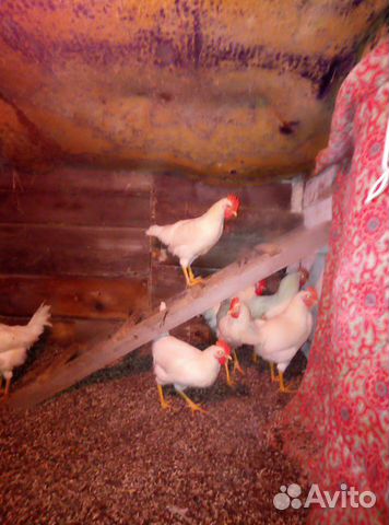 Суточные и подрощенные цыплята Белый Леггорн, Ливе купить на Зозу.ру - фотография № 4