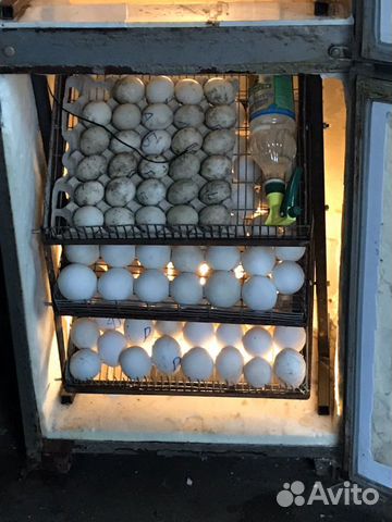 Инкубатор на 550 яиц купить на Зозу.ру - фотография № 2