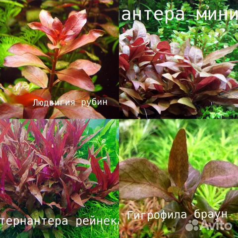 Растения, декорации купить на Зозу.ру - фотография № 4