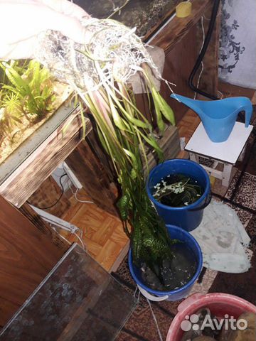 Змееголов и большой куст растения купить на Зозу.ру - фотография № 1