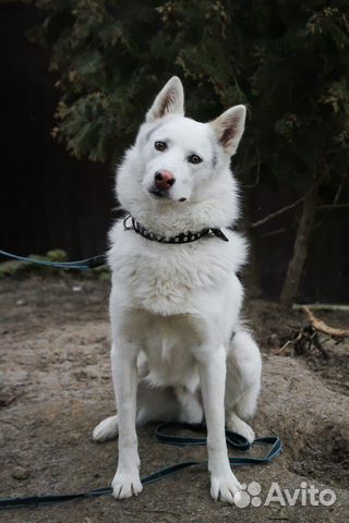Лайка