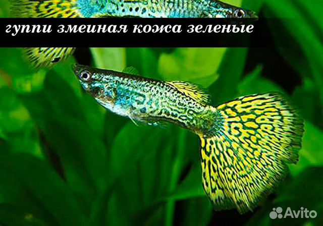 Аквариумные рыбки, креветки купить на Зозу.ру - фотография № 1