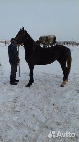 Продаются лошади орловской рысистой породы кобылки купить на Зозу.ру - фотография № 4