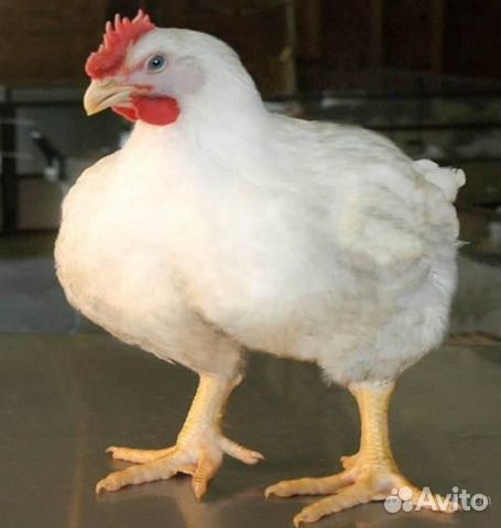 Суточные цыплята бройлера запись купить на Зозу.ру - фотография № 1