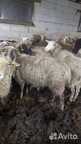 Продается Овцы барашки ярочки разного возроста купить на Зозу.ру - фотография № 2