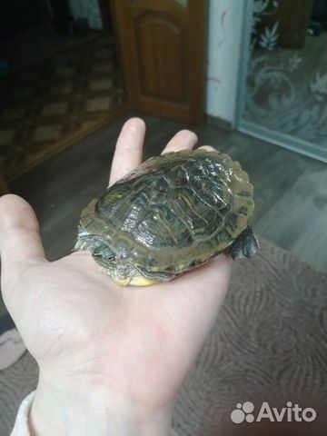 Черепаха+аквариум купить на Зозу.ру - фотография № 1
