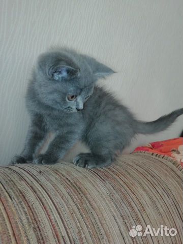 Котик от Британской кошки купить на Зозу.ру - фотография № 1