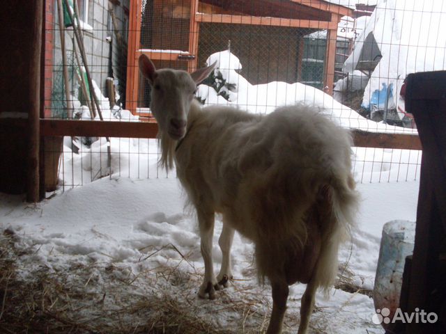Козочка альпийка, дойные козы купить на Зозу.ру - фотография № 6