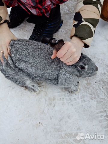 Обменяю крольчиху на крола купить на Зозу.ру - фотография № 1