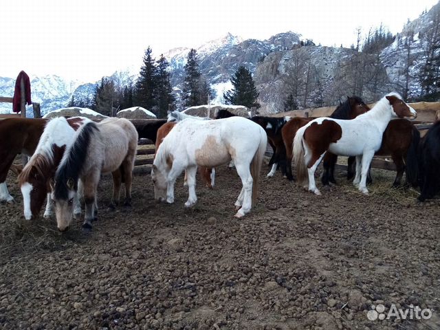 Лошади купить на Зозу.ру - фотография № 10