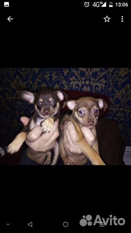 2 щенка, оба мальчики, порода чихуахуа купить на Зозу.ру - фотография № 3