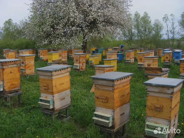 Весь инвентарь для пчеловодства купить на Зозу.ру - фотография № 1
