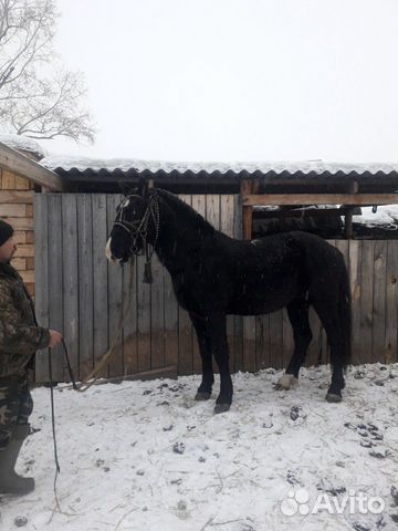 Конь купить на Зозу.ру - фотография № 3