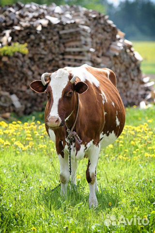 Продаётся стельная корова цена договорная купить на Зозу.ру - фотография № 1