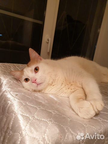 Котик Огонёк Котик Огонёк