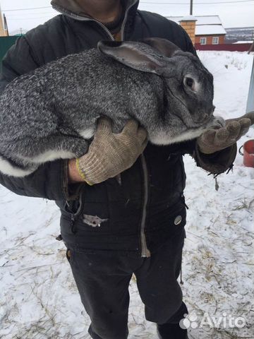 Петух и Кролик купить на Зозу.ру - фотография № 2