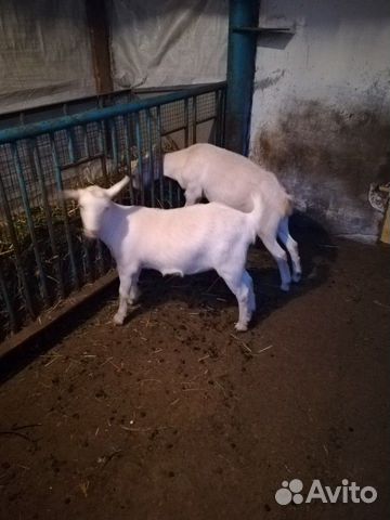 Продаются две скотные козы, помесь ламанча и заане купить на Зозу.ру - фотография № 6